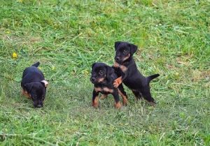 ягдтерьер щенок 2