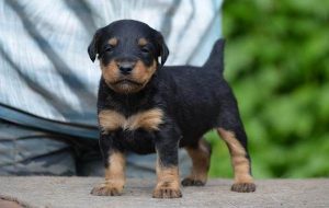 ягдтерьер щенок 6