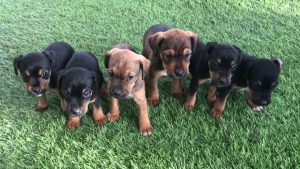 ягдтерьер щенок 7