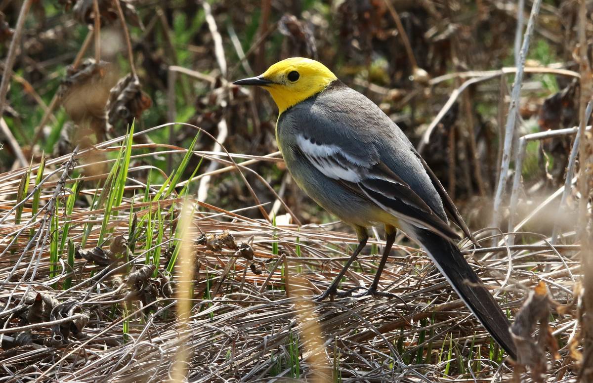 Желтоголовая трясогузка