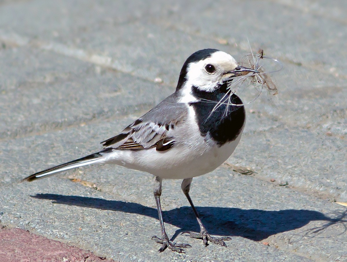 трясогузка вблизи