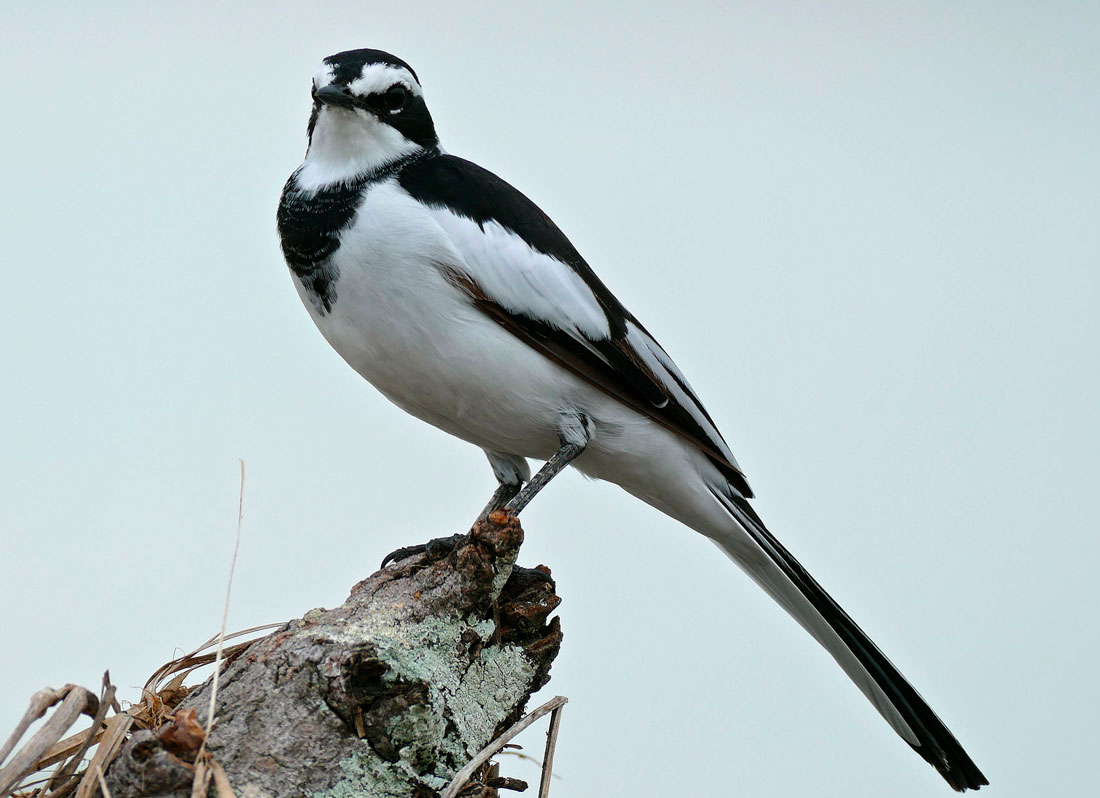 пегая трясогузка