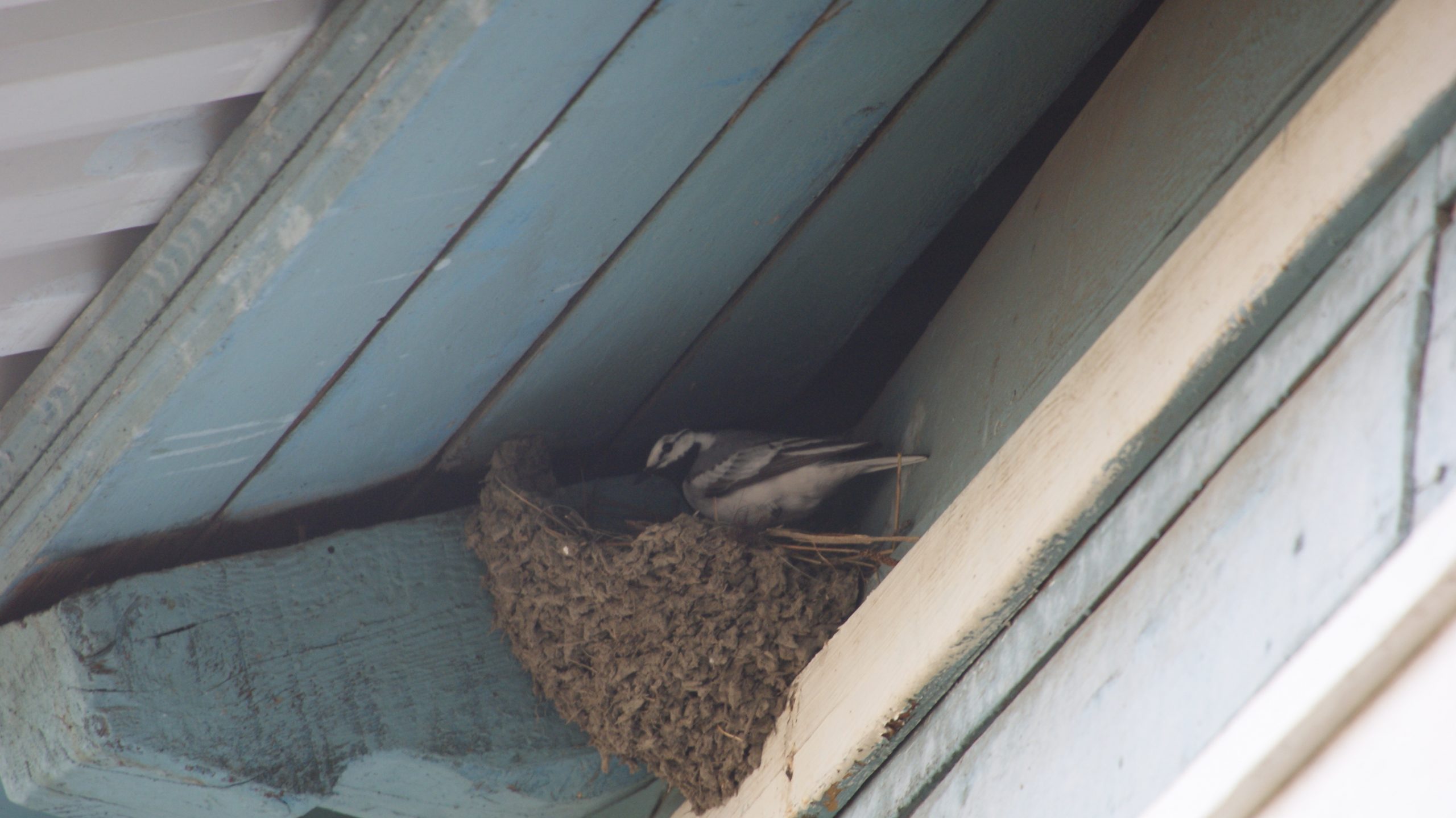 гнездо трясогузки под крышей