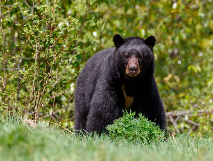 Гималайский медведь: образ жизни и среда обитания