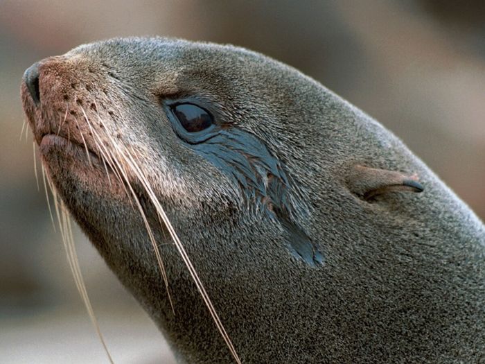 морской котик и тюлень разница