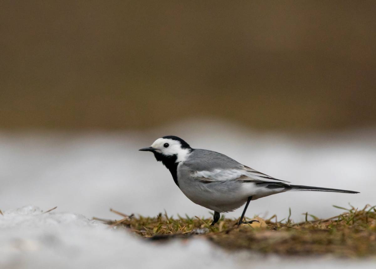 хлыст зимой