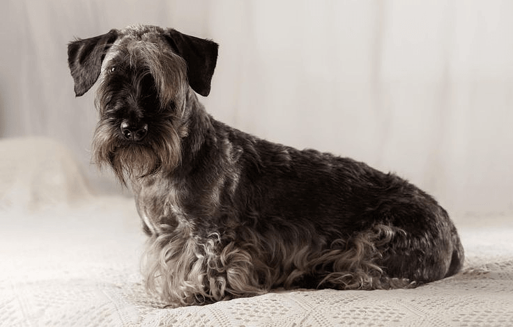 Чешский терьер - интересные факты