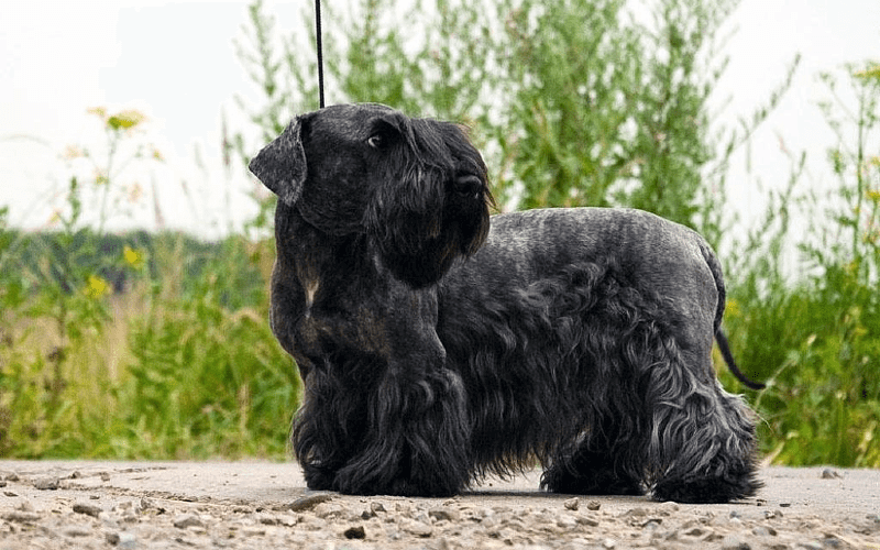 Чешский терьер - история