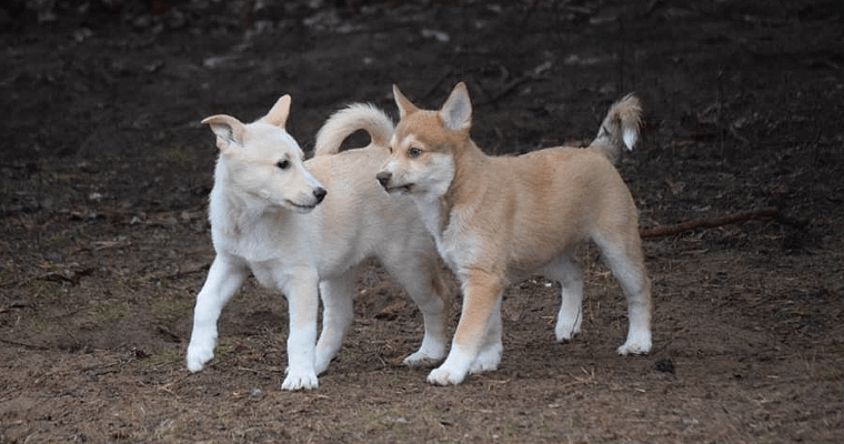 Ханаанская собака - щенки