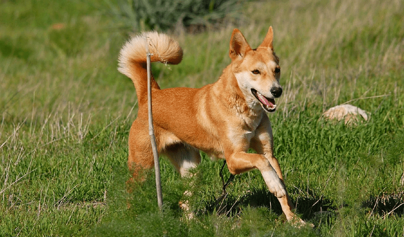 Ханаанская собака - прогулки