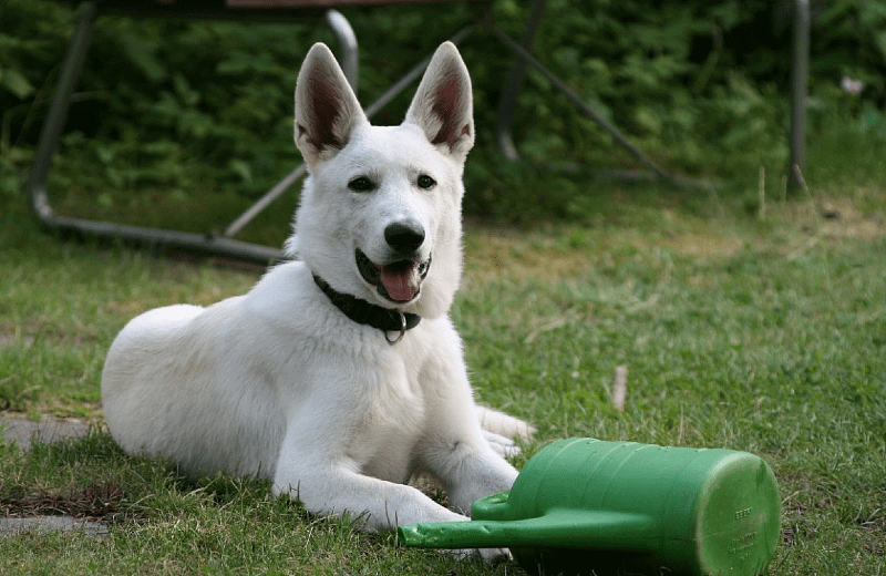 Ханаанская собака - белая