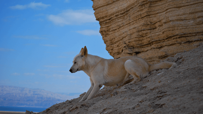 Ханаанская собака - история