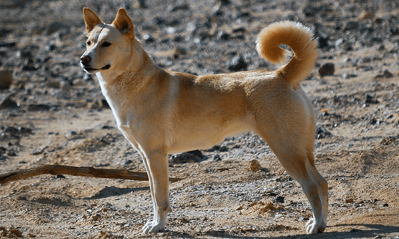 Ханаанская собака - размеры