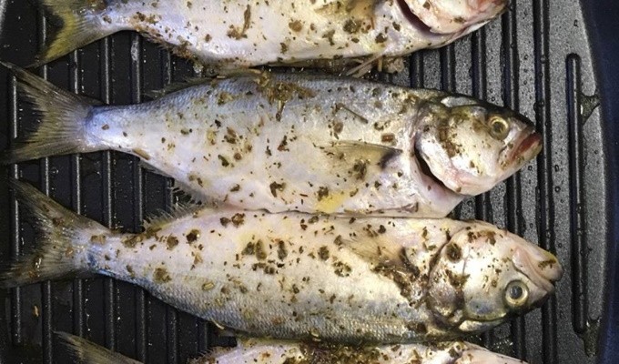 Луфарь на гриле