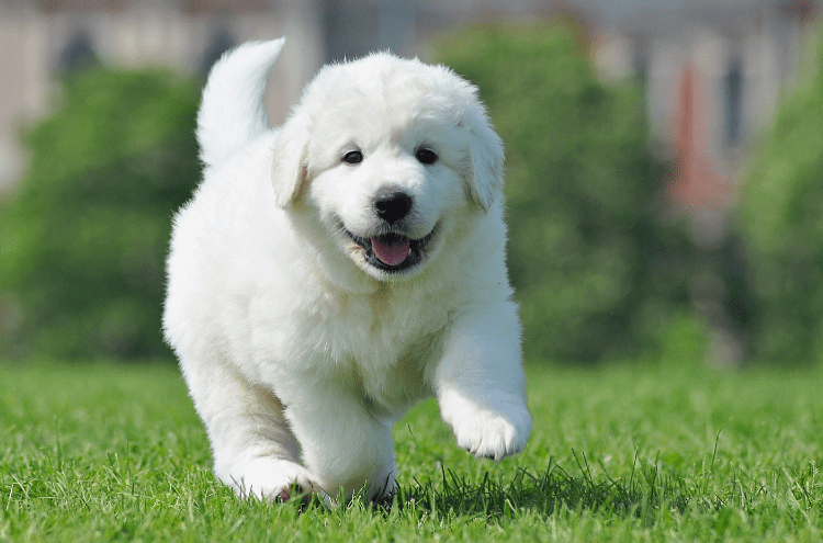 Польская подгалянская овчарка - щенок