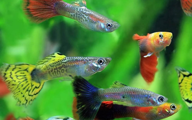 Рыбки барбусы