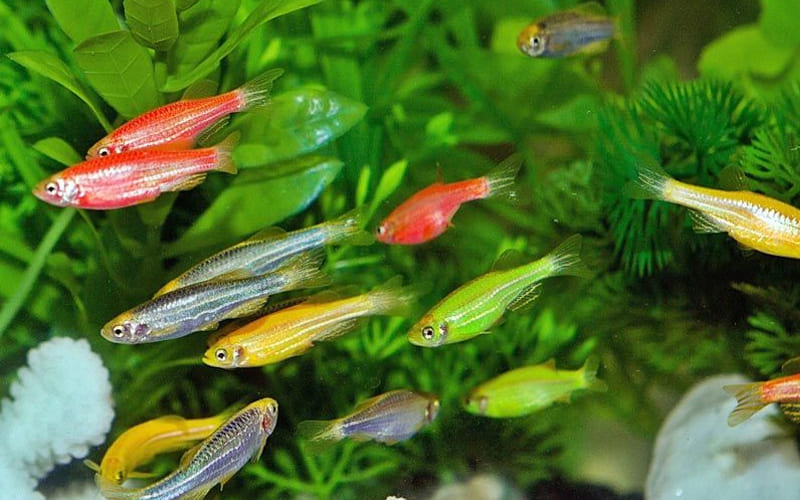 Рыбки барбусы