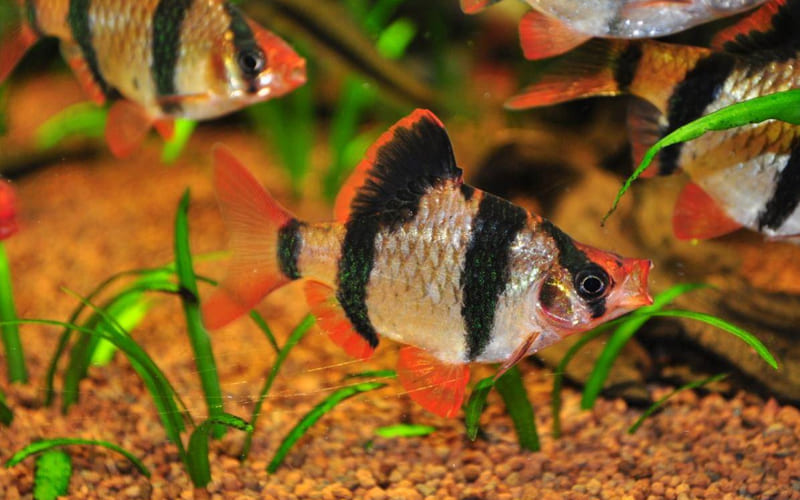 Рыбки барбусы