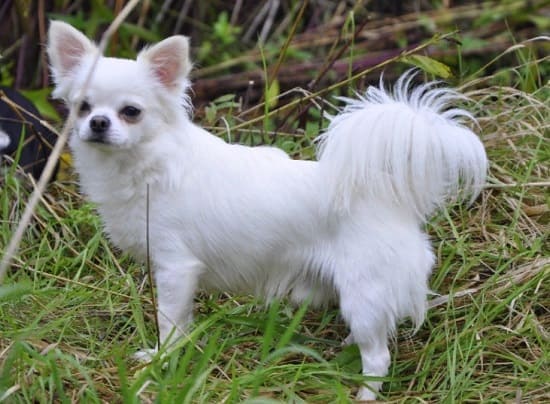 Чихуахуа с длинной шерстью Чихуахуа с длинной шерстью