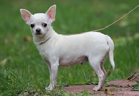Чихуахуа Чихуахуа