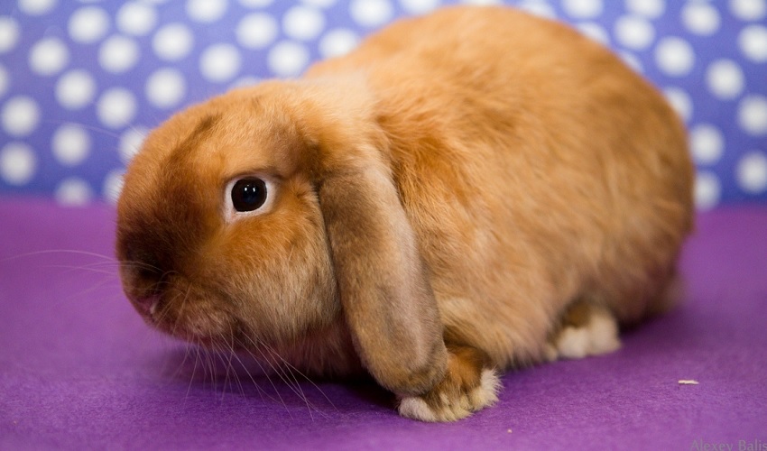 Нидерландский карликовый вислоухий баран