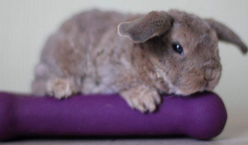 Рексобаран