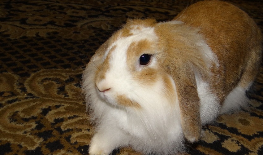 Львиноголовый карликовый баран