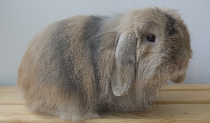 Мини лоп кашемировый