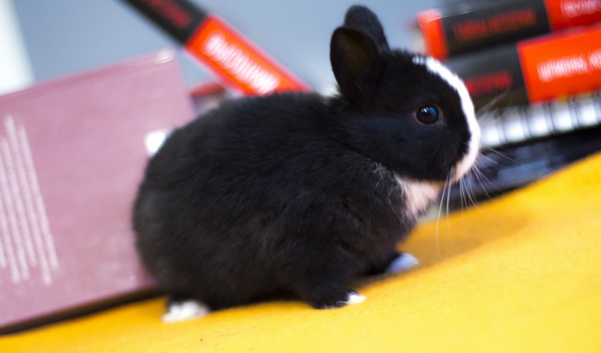 Цветной карлик голландский