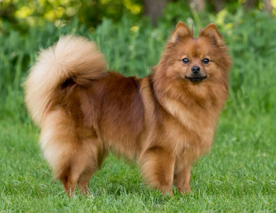 Флорентийский наконечник