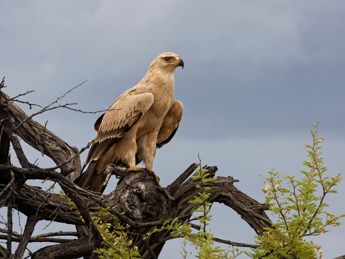 Золотой орел Золотой орел