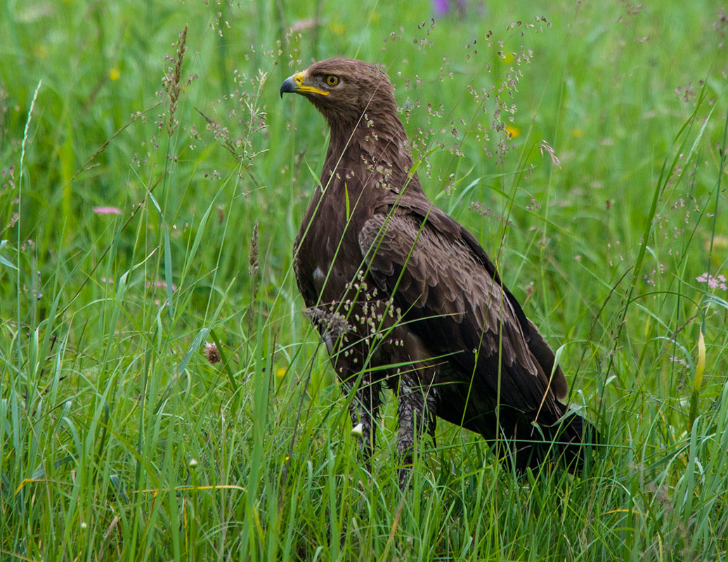 Малый подорлик Малый подорлик