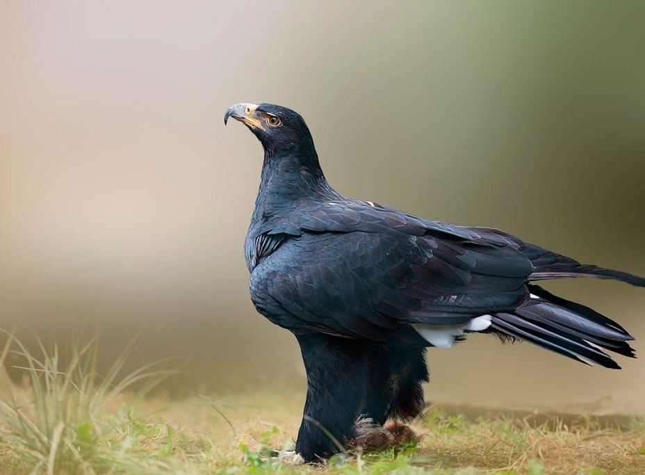 Кафский орел Кафский орел