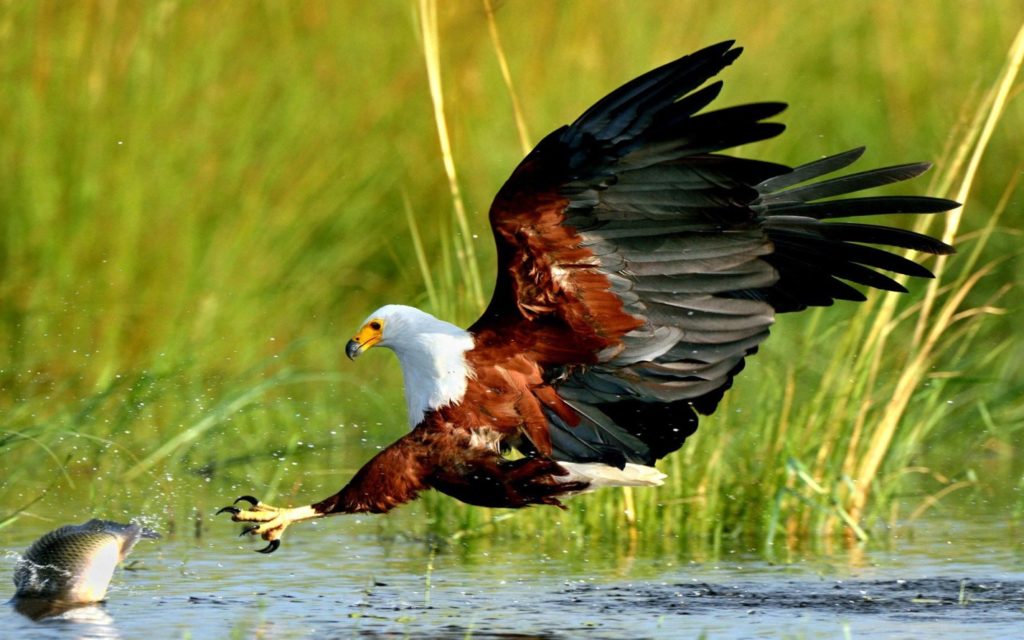 что едят орлы