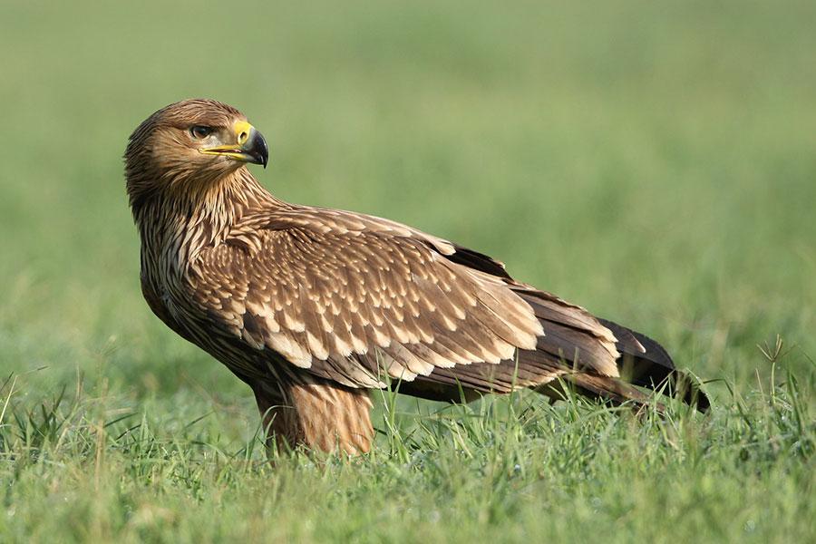 Кладбище Кладбище