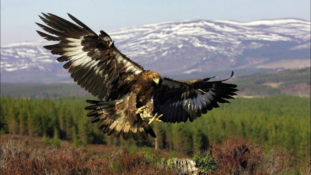 образ жизни орлы