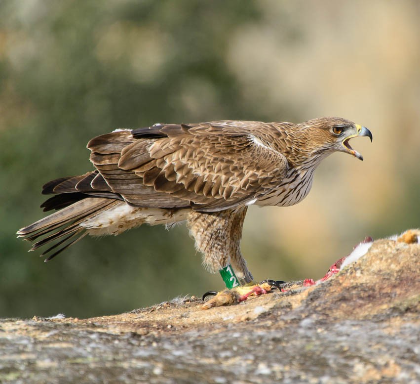 Ястреб орел Ястреб орел