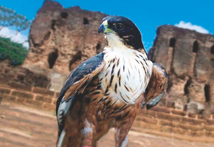 Индийский ястребиный орел Индийский ястребиный орел