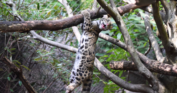 Дымчатый леопард Дымчатый леопард