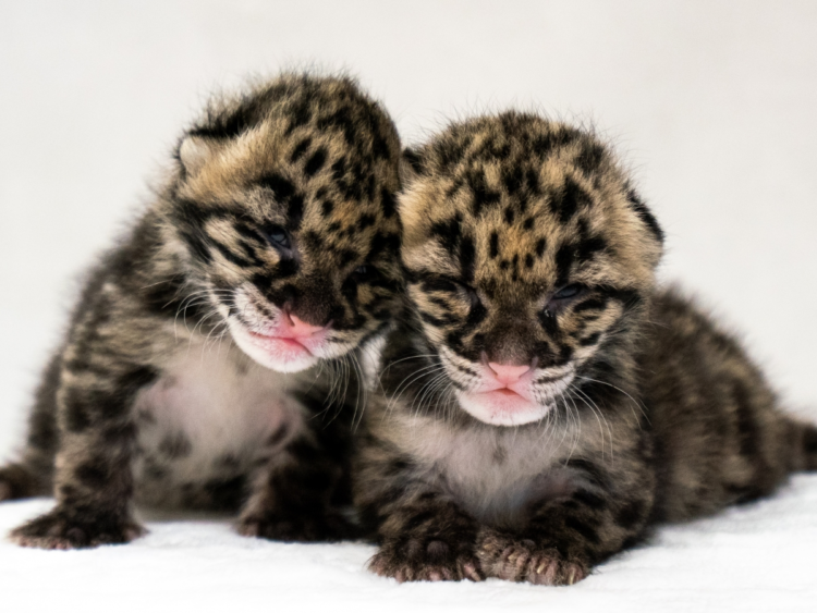 Дымчатый леопард