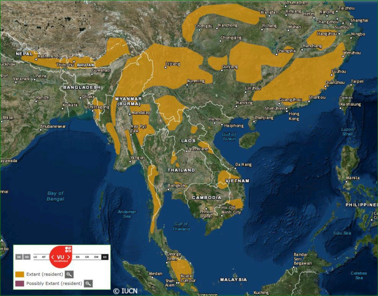 Дымчатый леопард