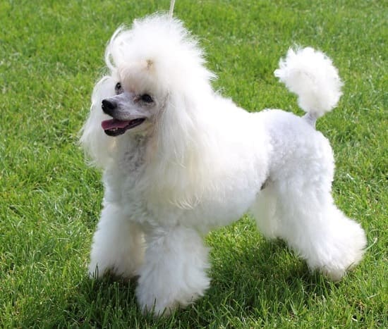 Миниатюрный пудель Миниатюрный пудель