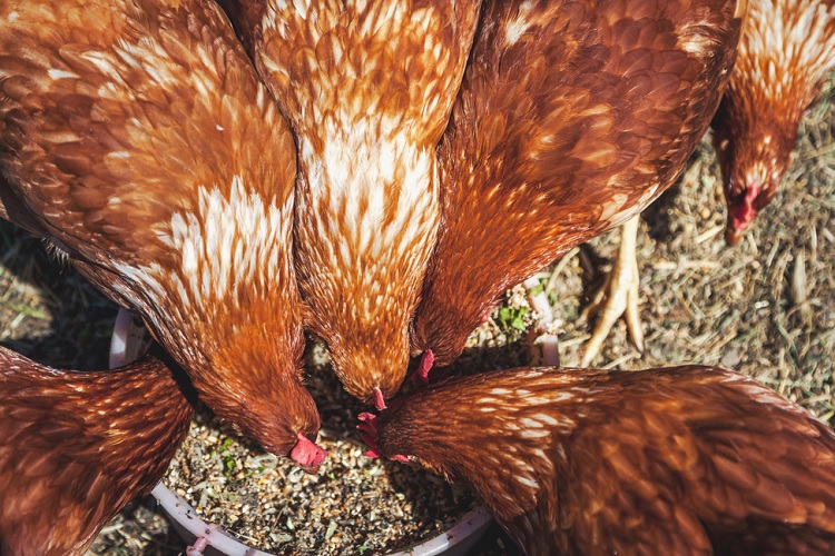 Куриное питание