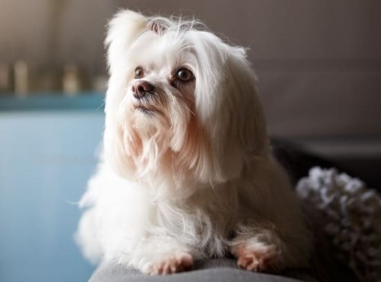 Лхасский апсо, обрезанный Лхасский апсо, обрезанный