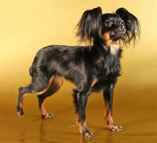 Московский длинношерстный той-терьер