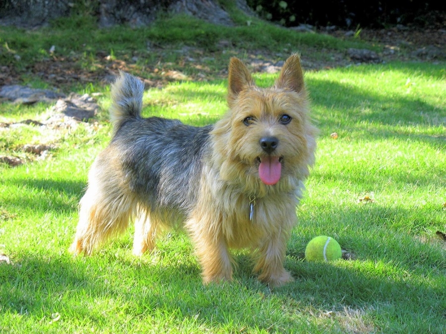 норвич терьер описание породы характер