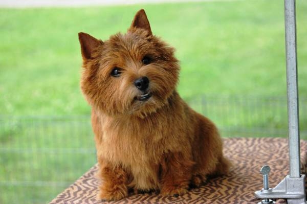 щенки норвич терьера