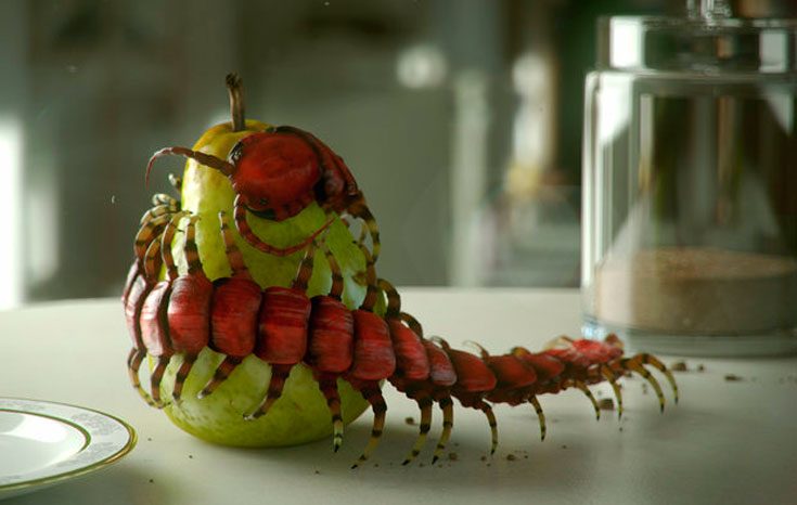 Сколопендра опасна для человека