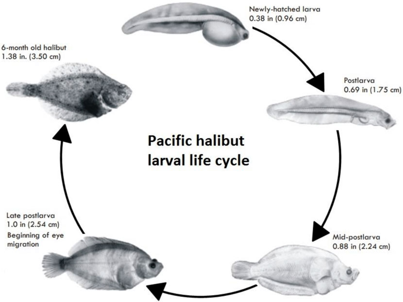 Рыба палтус: описание, где водится, чем питается — синекорый, стрелозубый и черный палтус