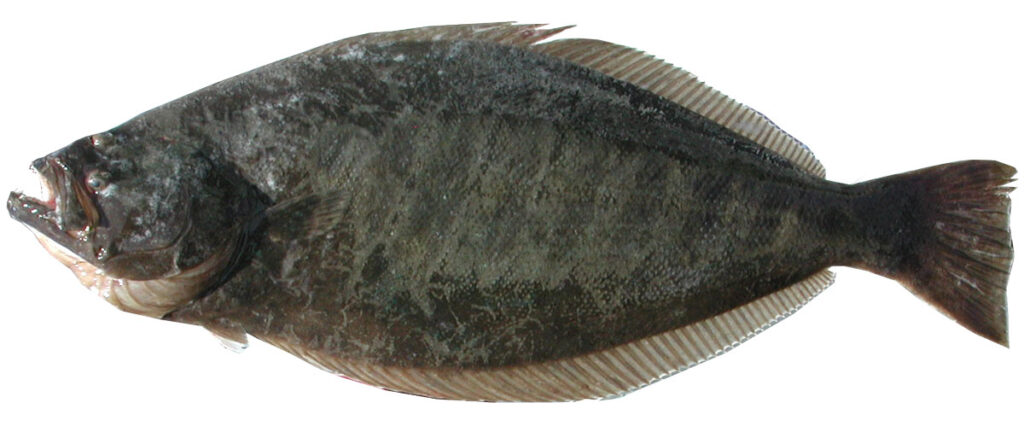 Тихоокеанский палтус